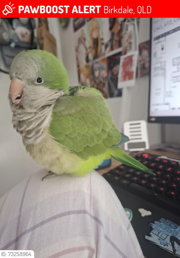 Lost Female Bird last seen Kensington Place near Unit 26-30, Birkdale, Birkdale, QLD 4159