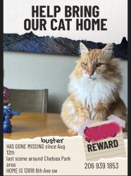 Lost Male Cat last seen Near 6th ave sw, Burien, WA 98166