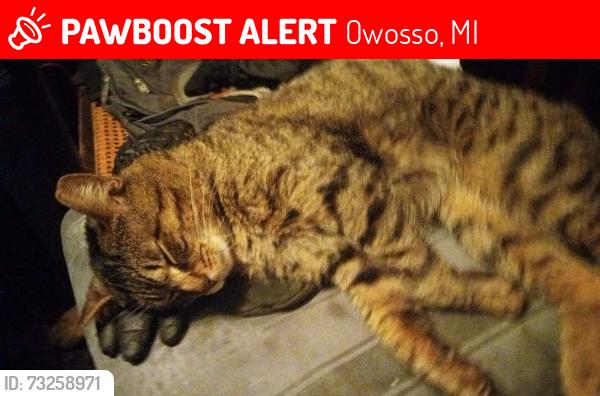 Lost Male Cat last seen Corunna ave Oakwood by blue bridge memorial Healthcare on corner of Corunna Ave and gould, Owosso, MI 48867