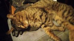 Lost Male Cat last seen Corunna ave Oakwood by blue bridge memorial Healthcare on corner of Corunna Ave and gould, Owosso, MI 48867
