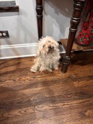 Reunited Male Dog last seen central park ave & douglas, Chicago, IL 60623