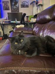 Lost Male Cat last seen Eagleridge or highway 50, Pueblo, CO 81008