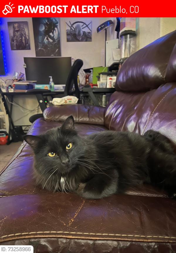 Lost Male Cat last seen Eagleridge or highway 50, Pueblo, CO 81008