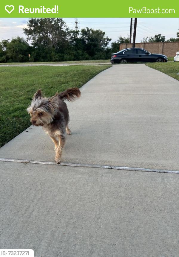 Reunited Male Dog last seen Goose Creek, Webster, TX 77598