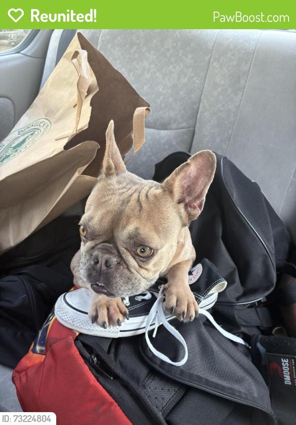 Reunited Female Dog last seen Chestnut & Scott, San Francisco, CA 94123