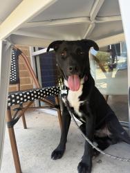 Found/Stray Male Dog last seen Boyle Drive, Austin, TX 78724