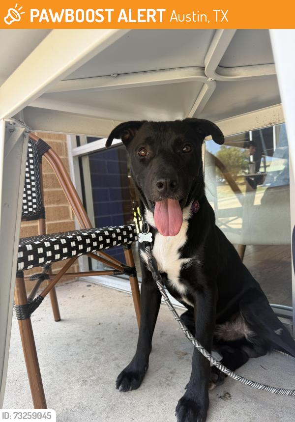 Found/Stray Male Dog last seen Boyle Drive, Austin, TX 78724