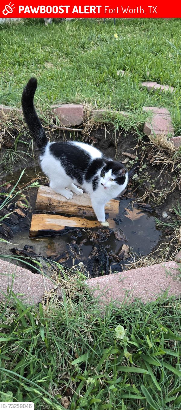Lost Female Cat last seen Harvest Ridge, Fort Worth, TX 76244