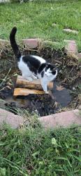 Lost Female Cat last seen Harvest Ridge, Fort Worth, TX 76244