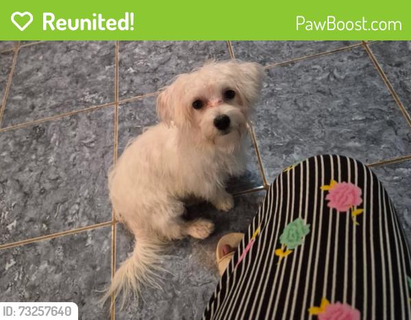 Reunited Male Dog last seen SE Green Oaks and Matlock, Arlington, TX 76018