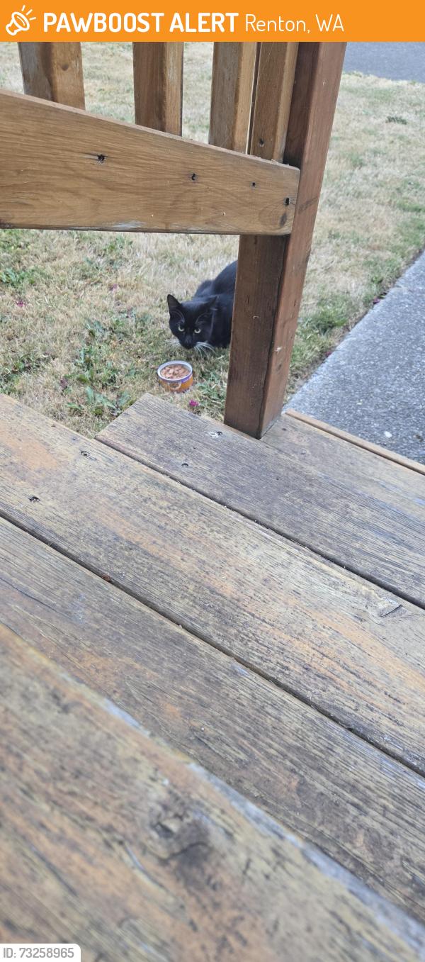 Found/Stray Unknown Cat last seen Wells and Park, Renton, WA 98057