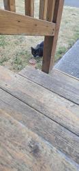 Found/Stray Unknown Cat last seen Wells and Park, Renton, WA 98057