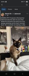 Reunited Male Cat last seen Next door of our hse, Lakewood, WA 98498