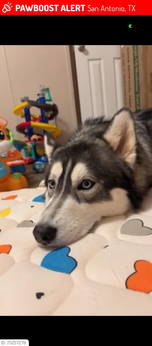 Lost Male Dog last seen Starcrest and wurzbach parkway. McAllister park area, San Antonio, TX 78217