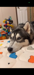 Lost Male Dog last seen Starcrest and wurzbach parkway. McAllister park area, San Antonio, TX 78217