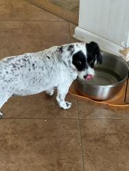 Lost Female Dog last seen laver road and tristen way, Schwenksville, PA 19473