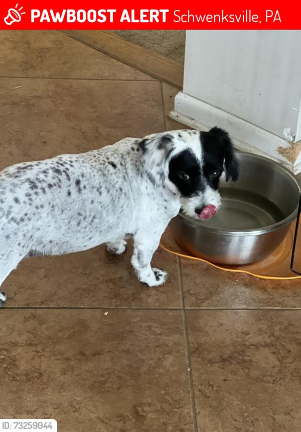 Lost Female Dog last seen laver road and tristen way, Schwenksville, PA 19473