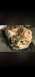 Lost Female Cat last seen Leigh academy Bexley, Greater London, England 