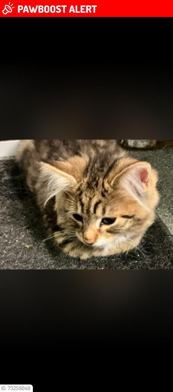 Lost Female Cat last seen Leigh academy Bexley, Greater London, England 