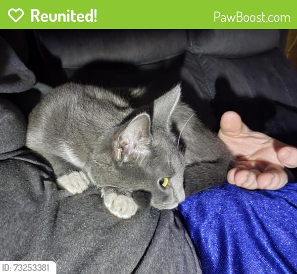 Reunited Female Cat last seen Centennial BLVD, Claremont, NC 28610