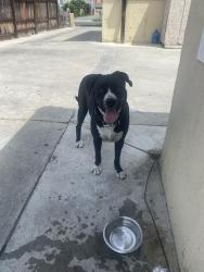 Found/Stray Male Dog last seen Garfield Ave & Gallant St, Bell Gardens, CA 90201