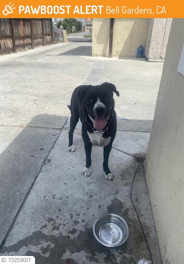 Found/Stray Male Dog last seen Garfield Ave & Gallant St, Bell Gardens, CA 90201