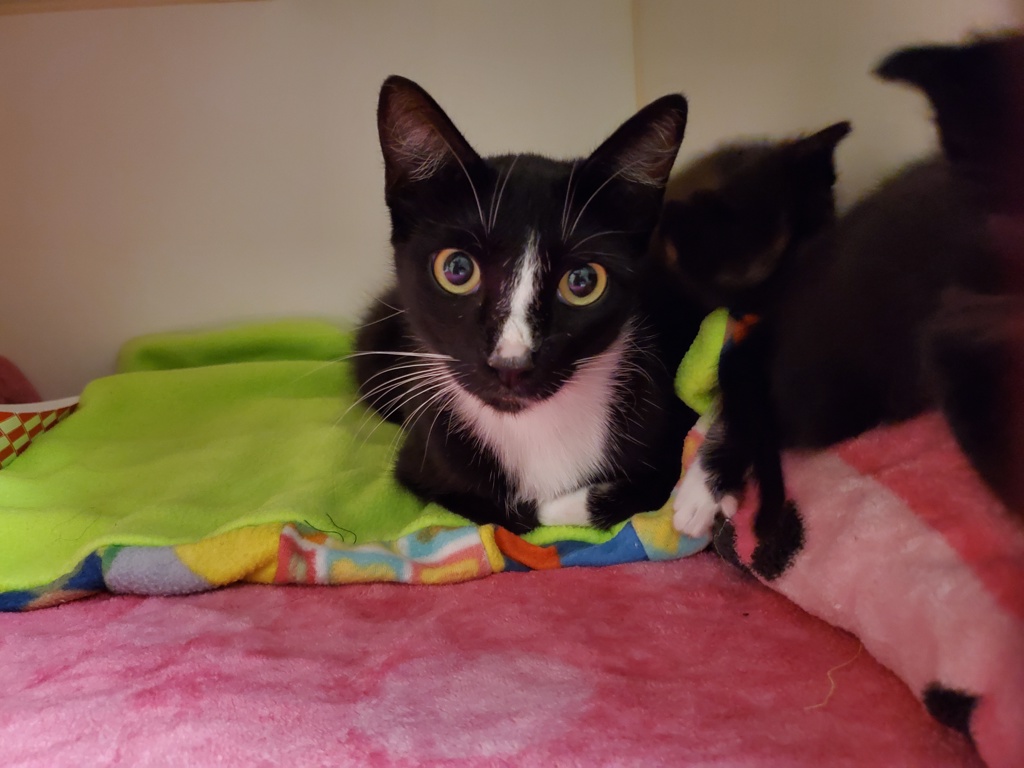 Shelter Stray Female Cat last seen Near Gavioto Court, Oceanside, CA, 92057, Oceanside, CA 92058, USA