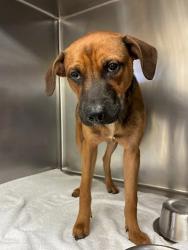 Shelter Stray Male Dog last seen Near U.S. 183, AUSTIN, TX, 78741, 7201 Levander Loop bldg a, Austin, TX 78702, USA