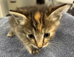 Shelter Stray Female Cat last seen NE 122nd and NE Glisan, OR, 1700 W Historic Columbia River Hwy, Troutdale, OR 97060, USA