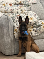 Lost Male Dog last seen Near Alexander St Floor 4 Princeton, NJ 08540 United States, Morgantown, WV 26506