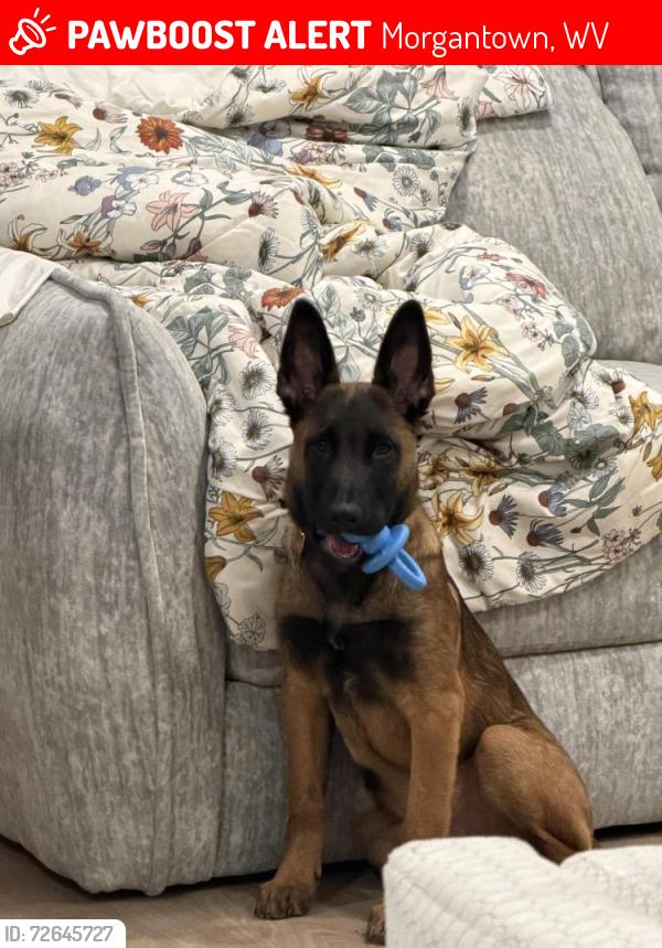 Lost Male Dog last seen Near Alexander St Floor 4 Princeton, NJ 08540 United States, Morgantown, WV 26506