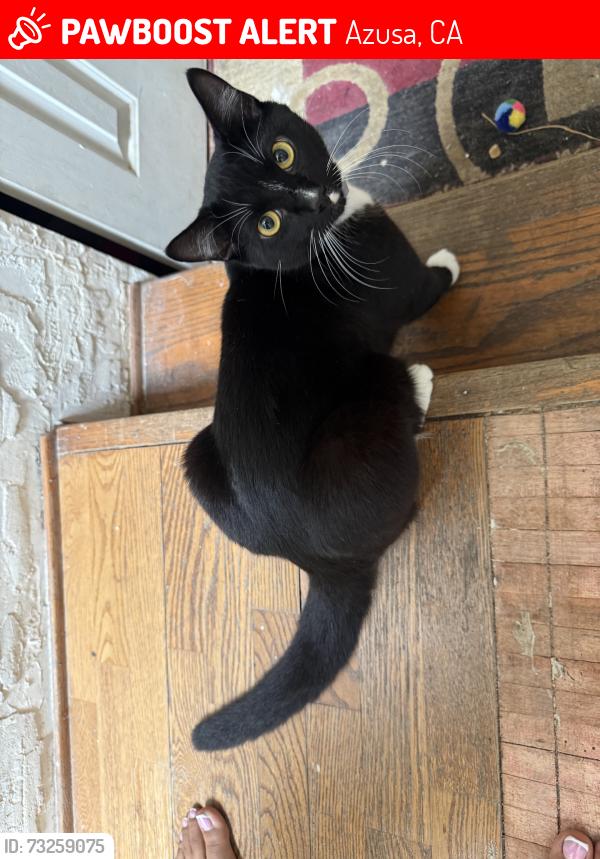 Lost Male Cat last seen Roxburgh/Laxford, Azusa, CA 91702