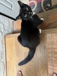 Lost Male Cat last seen Roxburgh/Laxford, Azusa, CA 91702