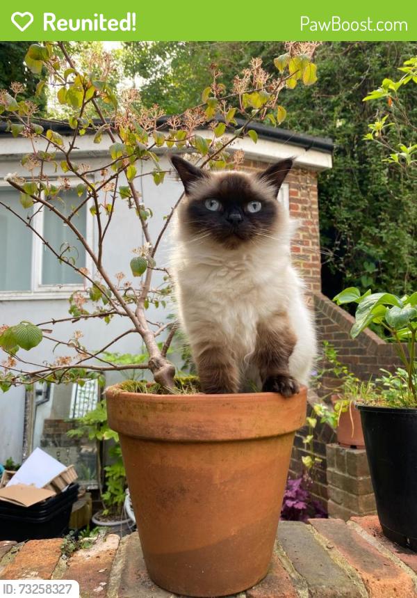Reunited Female Cat last seen New England Road, Brighton and Hove, England BN1 4GG