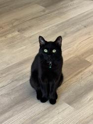 Lost Male Cat last seen Houghton street, Tyne and Wear, England 