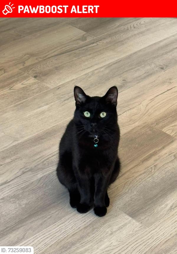 Lost Male Cat last seen Houghton street, Tyne and Wear, England 
