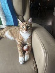 Lost Male Cat last seen Birchfield and Thorp, Moxee, WA 98936