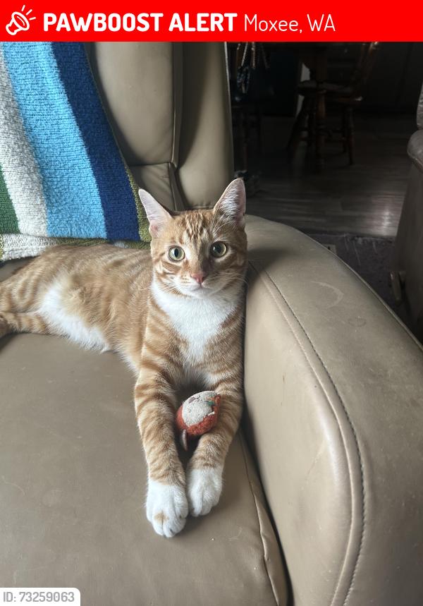 Lost Male Cat last seen Birchfield and Thorp, Moxee, WA 98936