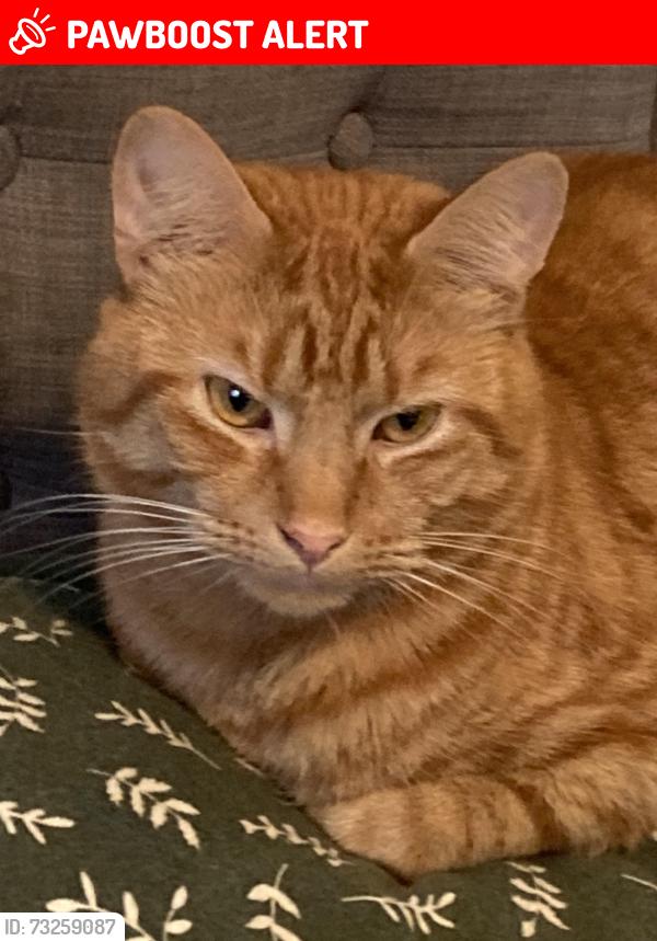Lost Male Cat last seen Tipton, West Midlands, England DY4 9BL