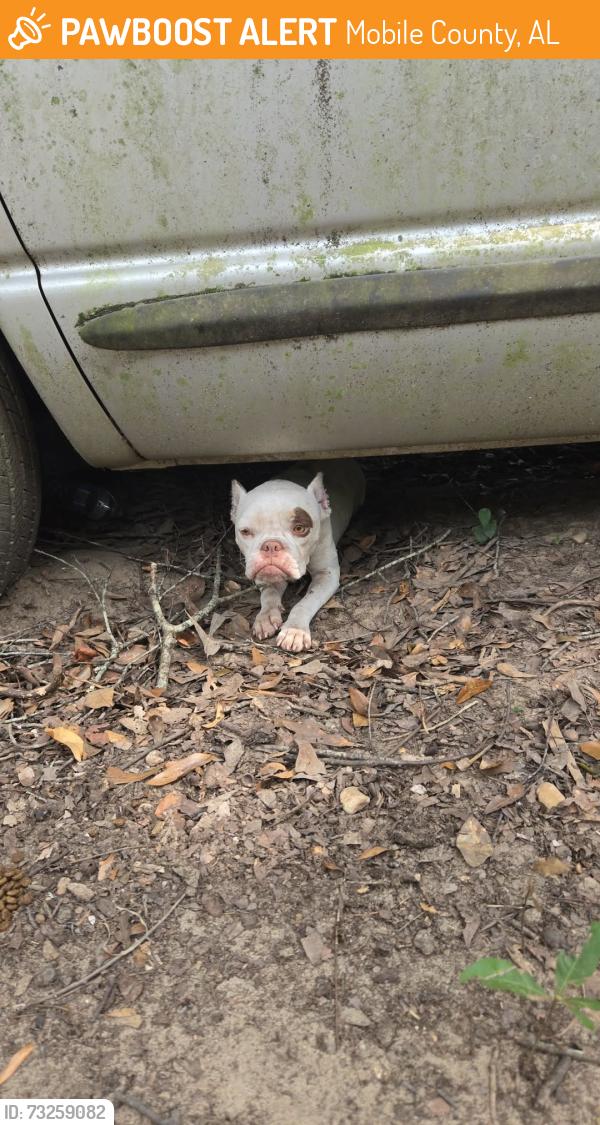 Found/Stray Female Dog last seen Near my yard, Mobile County, AL 36587