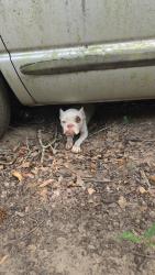 Found/Stray Female Dog last seen Near my yard, Mobile County, AL 36587