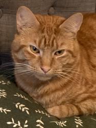 Lost Male Cat last seen Tipton, West Midlands, England DY4 9BL
