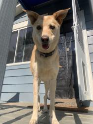 Reunited Female Dog last seen Golden valley church road, Bostic, NC 28018