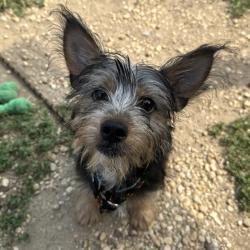 Shelter Stray Male Dog last seen , Animal Care & Control Team of Philly, 111 W Hunting Park Ave, Philadelphia, PA 19140, USA