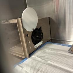 Shelter Stray Unknown Cat last seen , 980 Guilford College Rd, Greensboro, NC 27409, USA