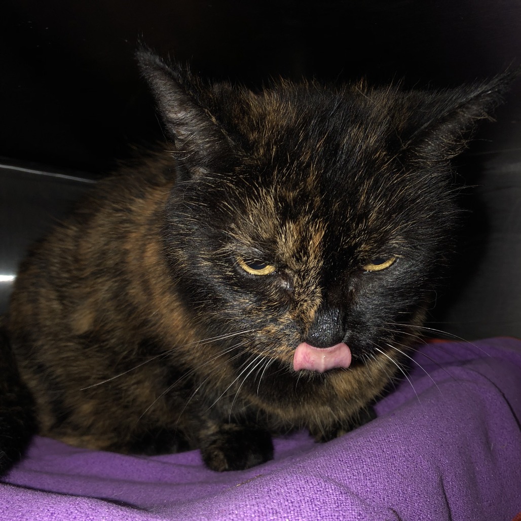 Shelter Stray Female Cat last seen , 1013 Garfield St, Oak Park, IL 60304, USA