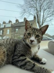 Lost Male Cat last seen Sooltans, St Oswalds Church, West Yorkshire, England 