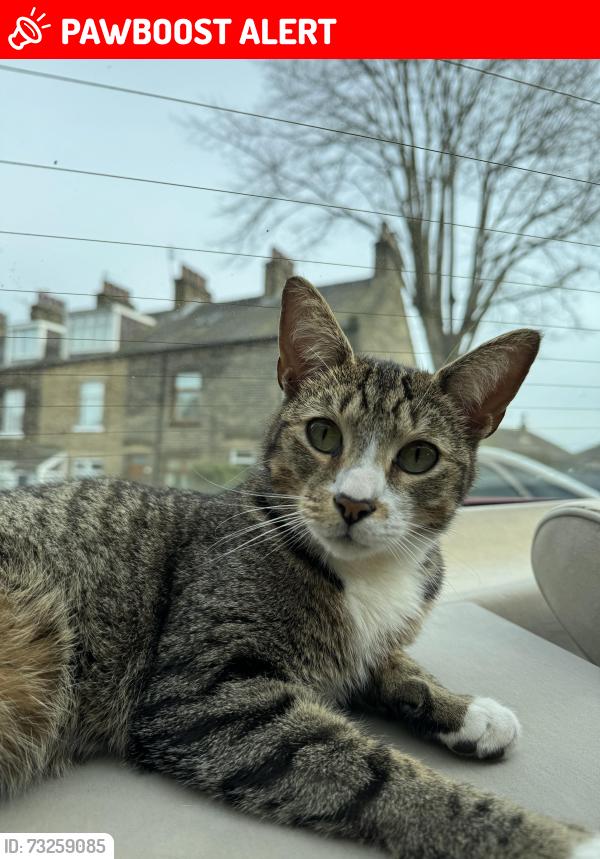 Lost Male Cat last seen Sooltans, St Oswalds Church, West Yorkshire, England 