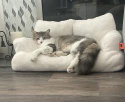 Lost Male Cat last seen Village Parkway, San Ramon, CA 94583