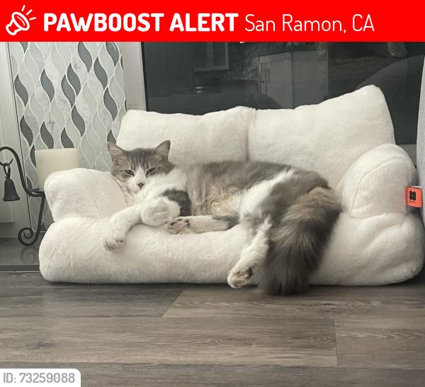 Lost Male Cat last seen Village Parkway, San Ramon, CA 94583